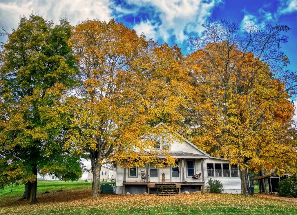 a house with trees around it